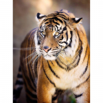 DIY Tiger 5D Teemantmaal t&auml;isring puur Loom Teemanttikandid Ristpistes Komplektid Vaigust seinakunst Kodukaunistuse kingitus Full Round 20x30CM