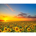 5D DIY Teemantmaaling P&auml;evalillemeri Teemanttikandid T&auml;ismosaiigikomplektid Ristpistes Kodukaunistus K&auml;sitsi valmistatud kingitused Round 20x30cm