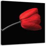 L&otilde;uendiprint Red Tulip Black Background 30x30 punane