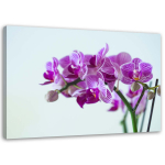 L&otilde;uenditr&uuml;kk Pink Orchids 60x40 lilla