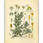 Vintage metsikute taimede l&otilde;uendimaalingud Botaanilised lilleuuringud Pojengi plakat ja tr&uuml;kised seinapildid elutoa sisekujunduseks Cuadros 21x30 No Frame