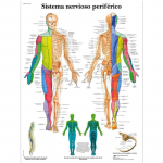 Anatoomilise lihass&uuml;steemi plakat Inimkeha anatoomia diagramm Meditsiiniline hariduslik l&otilde;uend koolide sisekujunduseks 40x50cm