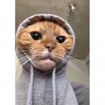 Teemantmaal T&auml;isruudukujuline Teemant  Lemmikkass  3D Tikand Ristpistes Vesi Teemant 5D DIY Mosaiikmaal Dekoratsioon Full Square (20X30CM)