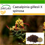 SAFLAX - Paabulinnup&otilde;&otilde;sas - 10 seemet - Potisubstraadiga paremaks kasvatamiseks - Caesalpinia gilllesii