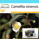 SAFLAX &ndash; kinkekomplekt &ndash; Teetaim &ndash; 6 seemet &ndash; Koos kinkekarbi, kaardi, etiketi ja potisubstraadiga &ndash; Camellia sinensis