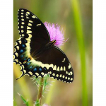 Isetegija Butterfly 5D Teemantmaaling T&auml;is&uuml;mmargune puur Lilled Scenery Cross Ctitch komplektid Teemantkunst Mosaiik Tikand Kodukaunistus Full Round 20x30CM