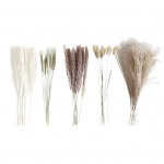 Kaunis kuiv, n&auml;rbumata pilliroo, peen t&ouml;&ouml;tlusega dekoratiiv A