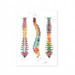 Inimese struktuur Anatoomia Lihased S&uuml;steem L&otilde;uendmaalid S&uuml;damed, kopsud ja luud Plakatid Prindid Meditsiinihuvilistele Seinakunst Kingitus 50x70cm No Framed