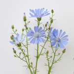 250 metssiguri seemet