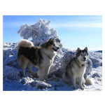 T&auml;is&uuml;mmargune puur 5D DIY Teemantmaaling Husky Dog Tikand Ristpistes 20X30CM