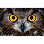 Eagle 5D DIY Teemantmaal Ristpistes T&auml;iskandiline/&uuml;mmargune puur Mosaiik Teemandid Tikand Loomade &ouml;&ouml;kull Kunstikomplektid Kodukaunistused Full Round 20X30CM punane