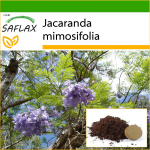 SAFLAX - Jacaranda - 50 seemet - Potisubstraadiga paremaks kasvatamiseks - Jacaranda mimosifolia