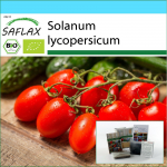 SAFLAX - Kinkekomplekt - Orgaaniline - Tomat - Roma - 15 seemet - Koos kinkekarbi, kaardi, etiketi ja potisubstraadiga - Solanum lycopersicum