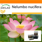 SAFLAX - Aed kotis - P&uuml;ha India lootos - 8 seemet - Substraadiga sobivas p&uuml;stises kotis - Nelumbo nucifera
