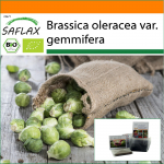 SAFLAX - Aed kotis - Orgaaniline - Rooskapsas - Groninger - 30 seemet - Substraadiga sobivas p&uuml;stises kotis - Brassica oleracea