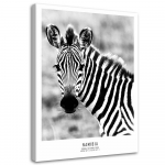 L&otilde;uenditr&uuml;kk Zebra Animals Nature 40x60 valge/must