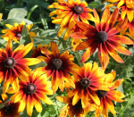300 Rudbeckia Gloriosia Daisy seemet &ndash; aretatavad talupojaseemned &ndash; SemiWild