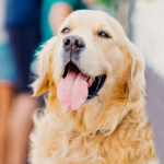 Teemantmaaling Loomade 5D Teemanttikandid Kuldse retriiveri koera kodukaunistus 20X30CM