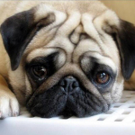 5D DIY Teemantmaaling Koer Teemanttikandid Loomade maastik Ristpistes T&auml;is&uuml;mmargune puur Kodukaunistus K&auml;sitsi Kunst Kingitus Full Round 25x25CM