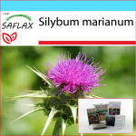 SAFLAX - Kingikomplekt - Piimaohakas - 75 seemet - Koos kinkekarbi, kaardi, etiketi ja potisubstraadiga - Silybum marianum