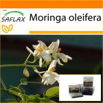SAFLAX - Aed kotis - M&auml;dar&otilde;igas - 10 seemet - Substraadiga sobivas p&uuml;stijas kotis - Moringa oleifera