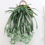 2 tk 60 cm 5 pead Kunsttaimed seinale riputatavad Chlorophytum v&otilde;ltslilled tehisrohelised taimed Simulatsioonilehed kodu r&otilde;du aiakaunistuseks roheline