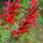 100 punakaspunase salvei seemet (Salvia coccinea helepunane) mitmeaastane