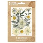 15 fleurs press&eacute;es - prairie blanche valge