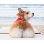5D isetehtud teemantmaal Ristpistes Corgi teemanttikandid 20X30CM