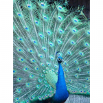 Uus DIY 5D Teemanttikandid Paabulinnu ristpistes Loomade Teemantmaal T&auml;isruudukujuline &uuml;mmargune puurmosaiik Kodukaunistuse Kunst Kingitus Full Round 15x20CM