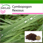 SAFLAX - Sidrunhein - 50 seemet - Potisubstraadiga paremaks kasvatamiseks - Cymbopogon flexosus