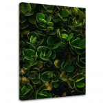 L&otilde;uendiprint Exotic Green Leaves 40x60 roheline