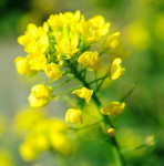 500 valge sinepi seemet - aromaatsed k&ouml;&ouml;giviljaaia taimed - paljundatavad talupojaseemned - poolmetsikud