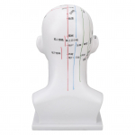 Akupunktuuri punktide pea mudel PVC Valge n&auml;gu Massaaži meridiaanid Pea mudel &Otilde;ppevahend 11,8 tolli