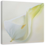 L&otilde;uenditr&uuml;kk Callas Flowers Nature White 30x30 beež