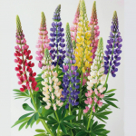 50 Russel Dwarf lupiini seemet