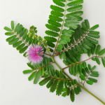 60 tundlikku seemet (mimosa pudica)