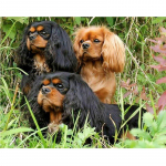 T&auml;isteemanttikandid Cavalier King Charles hispaania koera 5D iseteemantmaaling ristpistes 20X30CM
