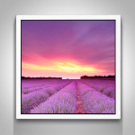 Teemanttikandid Lavendel Garden 5D DIY teemantmaal Ristpistes Rhinestone Mosaiic 30X30CM