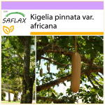 SAFLAX - Vorstipuu - 10 seemet - Kigelia pinnata