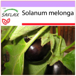 SAFLAX - Baklažaan - 20 seemet - Solanum melonga