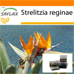 SAFLAX - Aed kotis - Paradiisilind - 5 seemet - Substraadiga sobivas p&uuml;stijas kotis - Strelitzia reginae