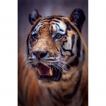 5D DIY Teemantmaal t&auml;isring puur Tiiger Loom Rhinestones Teemanttikandid Ristpistes Mosaiik Seinakunst Kodukaunistus Full Round 20x30CM