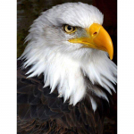 Eagle isetegemise maal Diamont Painting t&auml;isringi teemantmaal 20X30CM