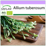 SAFLAX &ndash; Mahe &ndash; K&uuml;&uuml;slauk-Murulauk &ndash; 100 seemet &ndash; Allium tuberosum