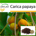 SAFLAX - Melonipuu - 30 seemet - Potisubstraadiga paremaks kasvatamiseks - Carica papaia