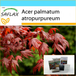 SAFLAX &ndash; Kingikomplekt &ndash; Punane Jaapani vaher &ndash; 20 seemet &ndash; Koos kinkekarbi, kaardi, etiketi ja potisubstraadiga &ndash; Acer palmatum