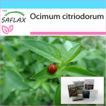 SAFLAX &ndash; kinkekomplekt &ndash; Sidrunibasiilik &ndash; 200 seemet &ndash; Koos kinkekarbi, kaardi, etiketi ja potisubstraadiga &ndash; Ocimum citriodorum