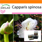 SAFLAX - Aed kotis - Kapparitaim - 25 seemet - Substraadiga sobivas p&uuml;stijas kotis - Capparis spinosa