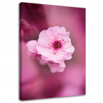 L&otilde;uendiprint Cherry Blossom Pink Nature 40x60 roosa